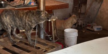 FGE Norte asegura 10 perros maltratados en Ciudad Juárez