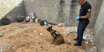 Hallan dos cuerpos en fosas clandestinas durante cateo en Urbivilla del Cedro