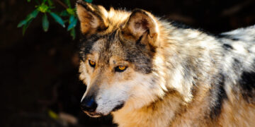 Reintroducen lobo mexicano en Durango
