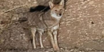 Nuevo avistamiento de coyote en zona urbana en Juárez