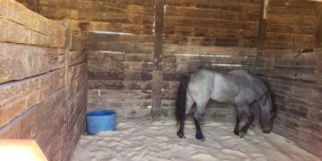 DABA aplicará microchips gratuitos a mascotas y caballos en Samalayuca