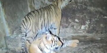 Dos tigres de Bengala asegurados tras detención en Nonoava