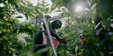 Crece dependencia de mano de obra migrante
