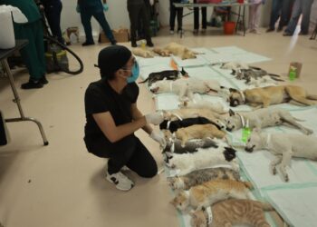 Esteriliza Dirección de Atención y Bienestar Animal a más de 600 mascotas en campaña gratuita