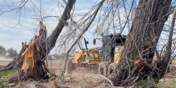 Denuncia Árboles en Resistencia ecocidio en Zaragoza y alerta por El Chamizal