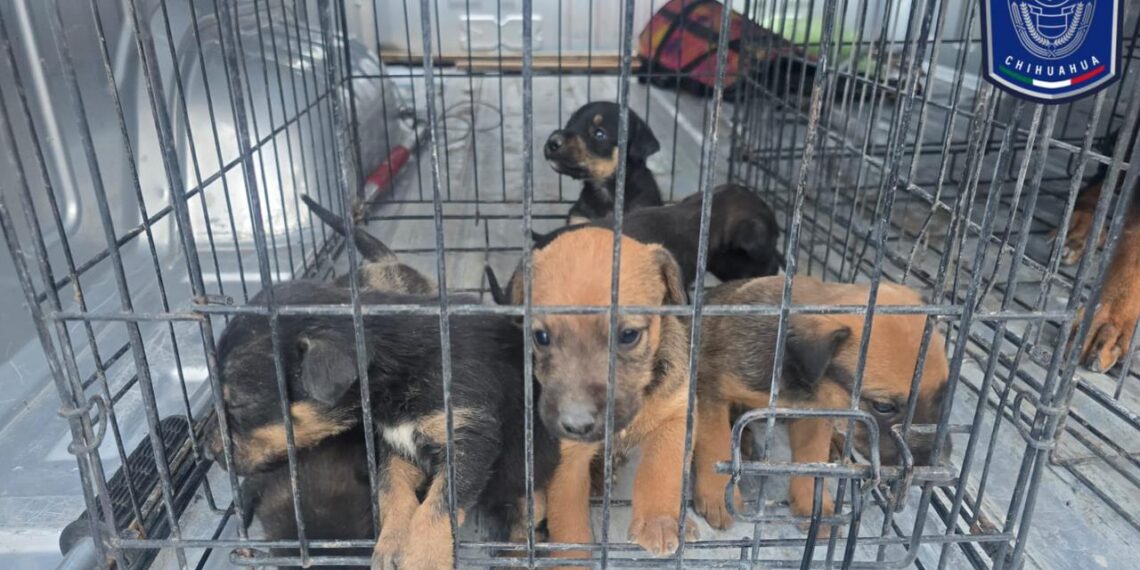 Aseguramiento masivo de caninos maltratados tras operativos ministeriales en Ciudad Juárez