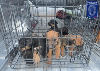 Aseguramiento masivo de caninos maltratados tras operativos ministeriales en Ciudad Juárez