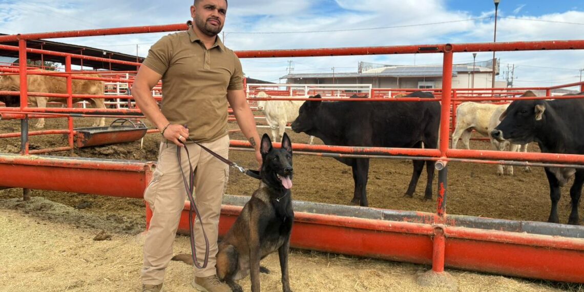 Capacitan a veterinarios y binomios caninos para detectar Gusano Barrenador en Chihuahua