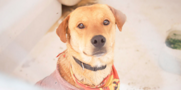 Denuncian mortandad animal en centro de rescate municipal