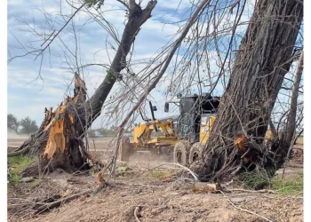 Denuncian ecocidio por tala de árboles centenarios para parque industrial en Zaragoza