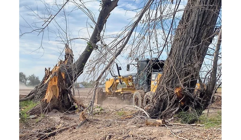 Denuncian ecocidio por tala de árboles centenarios para parque industrial en Zaragoza