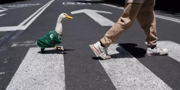 Sheinbaum invita al Pato Merlín a La Mañanera
