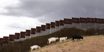 Detectan brotes de gusano barrenador en Texas y encienden alarmas en la industria ganadera