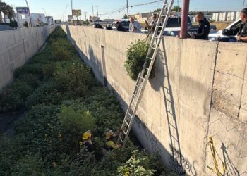 Localizan planta de marihuana en el Dren de la colonia Zaragoza