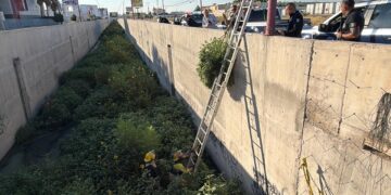 Localizan planta de marihuana en el Dren de la colonia Zaragoza