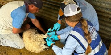 Refuerzan barrido sanitario contra el gusano barrenador en Parral