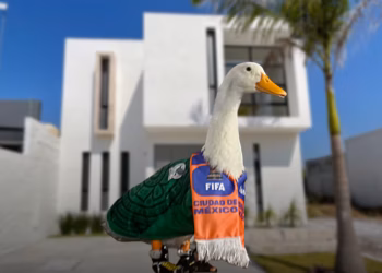 Gestionan vivienda para dueña del pato Merlín