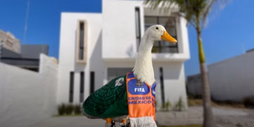 Gestionan vivienda para dueña del pato Merlín