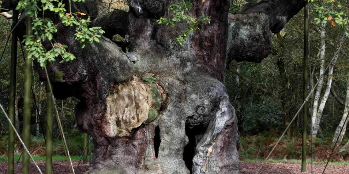 Muere el roble legendario que cobijó a Robin Hood