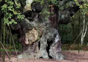 Muere el roble legendario que cobijó a Robin Hood