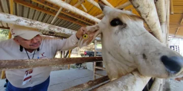 Confirma UGRCH cuatro casos de gusano barrenador y activa cerco sanitario en Chihuahua
