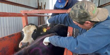 Establece SDR protocolo sanitario para permitir la movilización de ganado entre zonas afectadas y limpias en Chihuahua