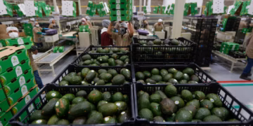 Frena alerta de seguridad de EE.UU. inspecciones de aguacate en Michoacán