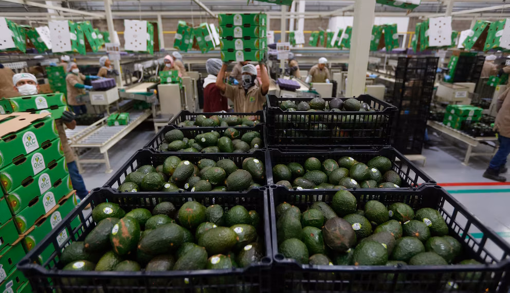 Frena alerta de seguridad de EE.UU. inspecciones de aguacate en Michoacán