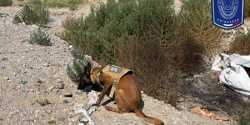 Hallan restos óseos en Camino Real