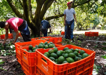 Reanudan exportaciones de aguacate mexicano a Estados Unidos tras acuerdo de seguridad