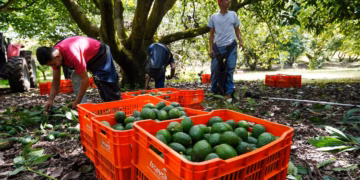 Reanudan exportaciones de aguacate mexicano a Estados Unidos tras acuerdo de seguridad