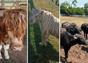Desarman red criminal en Tamaulipas: incautan cinco inmuebles y más de 130 animales silvestres y en peligro de extinción.