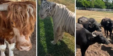Desarman red criminal en Tamaulipas: incautan cinco inmuebles y más de 130 animales silvestres y en peligro de extinción.