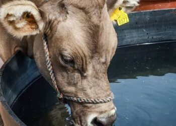 Suman 56 casos de gusano barrenador en Chihuahua