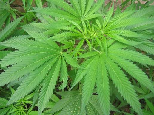 El negocio de la mariguana en Nuevo México supera los 2.35 mil millones de dólares