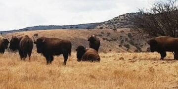 ChatGPT verifica:  ¿Es de Duarte el rancho asegurado?