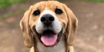 Jornada de esterilización gratuita de mascotas este fin de semana