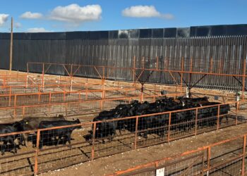 Reanudan exportación de ganado por San Jerónimo-Santa Teresa