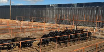 Reanudan exportación de ganado por San Jerónimo-Santa Teresa