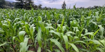 Aumento real de 13.4 por ciento proyectado para agricultura en 2027