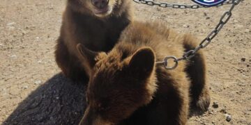 Rescate de osos negros en Ojinaga destapa alerta por fauna en cautiverio