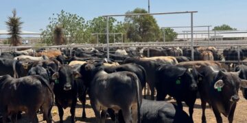 Reapertura de exportación de ganado chihuahuense a Estados Unidos por San Jerónimo-Santa Teresa