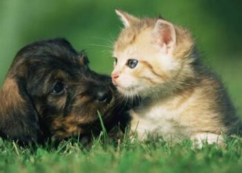 Esterilización gratuita para mascotas en escuelas Técnica 30 y 84, este fin de semana
