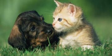 Esterilización gratuita para mascotas en escuelas Técnica 30 y 84, este fin de semana