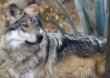 Orden ejecutiva de Trump busca retirar protección al lobo gris y al lobo mexicano