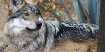 Orden ejecutiva de Trump busca retirar protección al lobo gris y al lobo mexicano
