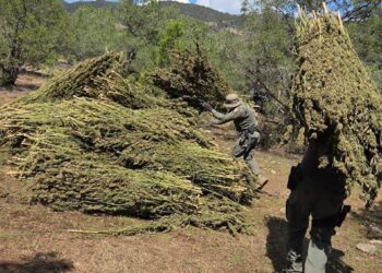 Localiza y destruye SSPE 3 plantíos de marihuana en Guerrero