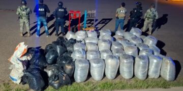 Decomisan casi una tonelada de marihuana durante cateo coordinado en Hidalgo del Parral