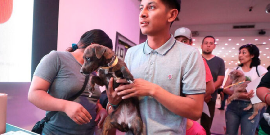 Anunció DABA esterilizaciones gratuitas en Jardines del Aeropuerto y Tierra Nueva