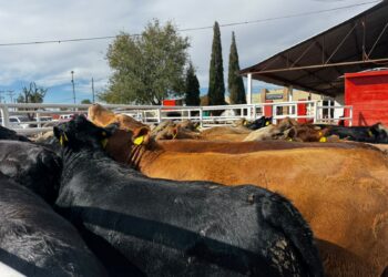 Reanudan exportación de ganado por Puerto Palomas